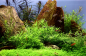 Preview: Pogostemon helferi - Kleiner Wasserstern 1-2-Grow!